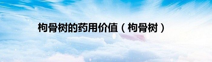 枸骨树的药用价值(枸骨树)